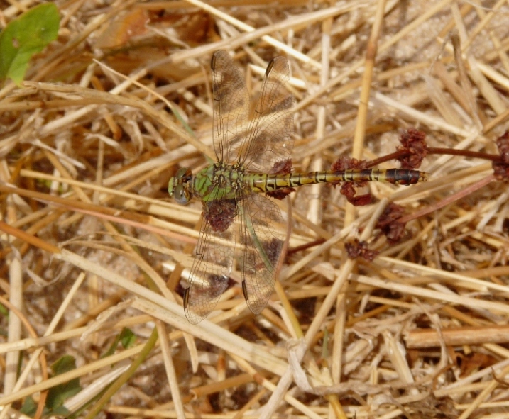 Femmina e maschio di Paragomphus genei